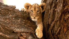 Nature Animals Lions furry wildlife baby animals