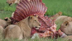 Nature Animals Lions hunting