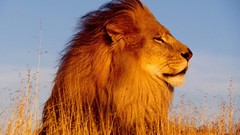 Nature Animals Lions mighty wildlife