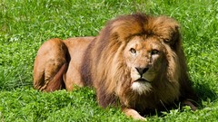 Nature Animals Lions monkeys