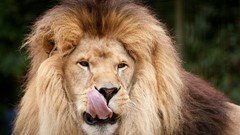 Nature Animals Lions tongue