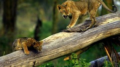 Nature Animals Lions tree trunk baby animals