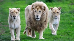 Nature Animals Lions white lions