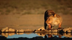 Nature Animals Lions wildlife