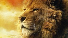 Nature Animals Lions wildlife