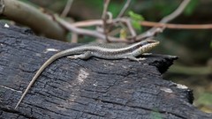 Nature Animals lizards