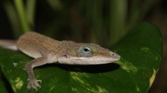 Nature Animals lizards Reptiles