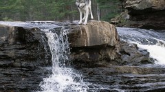 Nature Animals looking down minnesota grey wolf