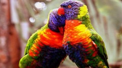 Nature Animals love Birds Parrots