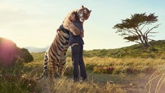Nature Animals love Tigers fields hugging wildlife