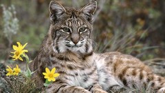 Nature Animals lynx