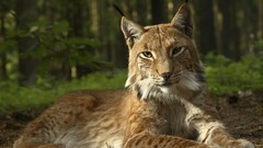 Nature Animals lynx