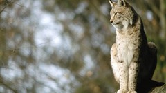 Nature Animals lynx blurred background