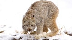 Nature Animals lynx Canadian