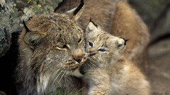 nature Animals lynx cats Mammals baby animals