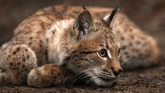 Nature Animals lynx depth