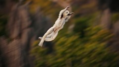 Nature Animals Madagascar national geographic jumping