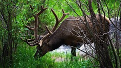 nature Animals Mammals Plants deer