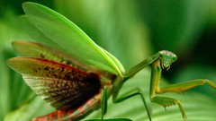 Nature Animals mantis national geographic
