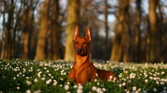 Nature Animals meadows Dogs white flowers depth of field
