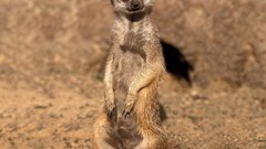Nature Animals meerkats