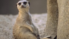 Nature Animals meerkats