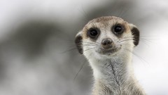 Nature Animals meerkats