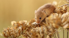 Nature Animals mice