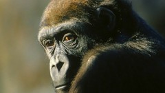 Nature Animals monkeys