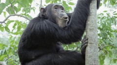 Nature Animals monkeys