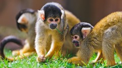 Nature Animals monkeys