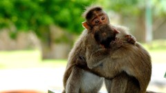 Nature Animals monkeys affection
