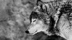 Nature Animals monochrome Wolves