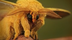 Nature Animals moth