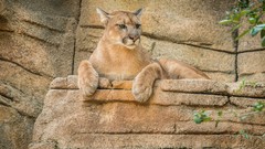 Nature Animals mountain lions
