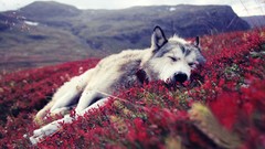 Nature Animals Mountains Dogs sleeping Wolves wildlife