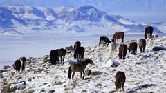 Nature Animals Mountains Horses snow landscapes