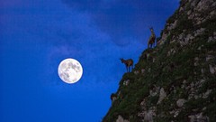 Nature Animals Mountains moon