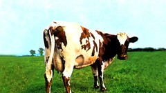 Nature Animals Music Cows fields pink floyd album covers