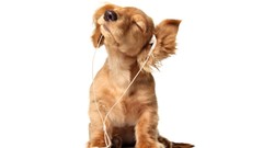 Nature Animals Music Puppies headphones white background