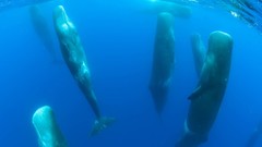 Nature Animals national geographic