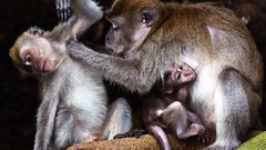 Nature Animals national geographic