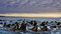 Nature Animals national geographic