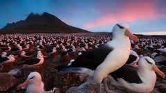 Nature Animals national geographic