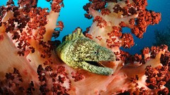 Nature Animals national geographic