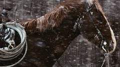 Nature Animals national geographic