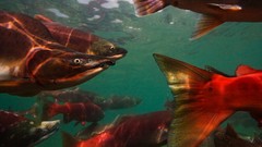 Nature Animals national geographic