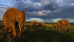 Nature Animals national geographic