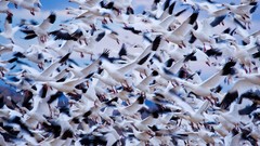 Nature Animals national geographic