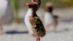 Nature Animals national geographic